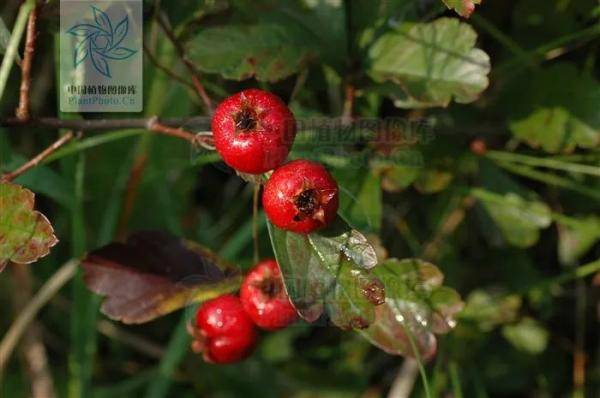 快来看看,有没有你童年爱吃的野果_果实