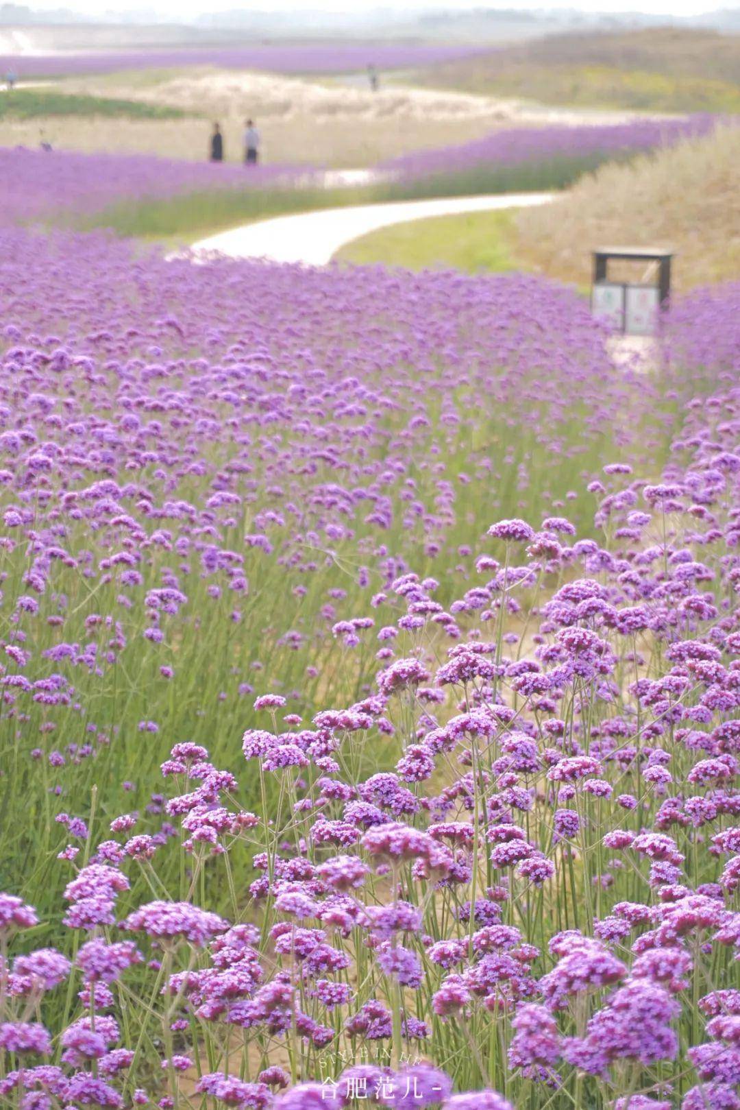 合肥版"普罗旺斯"花海美成仙境,现在去刚刚好!