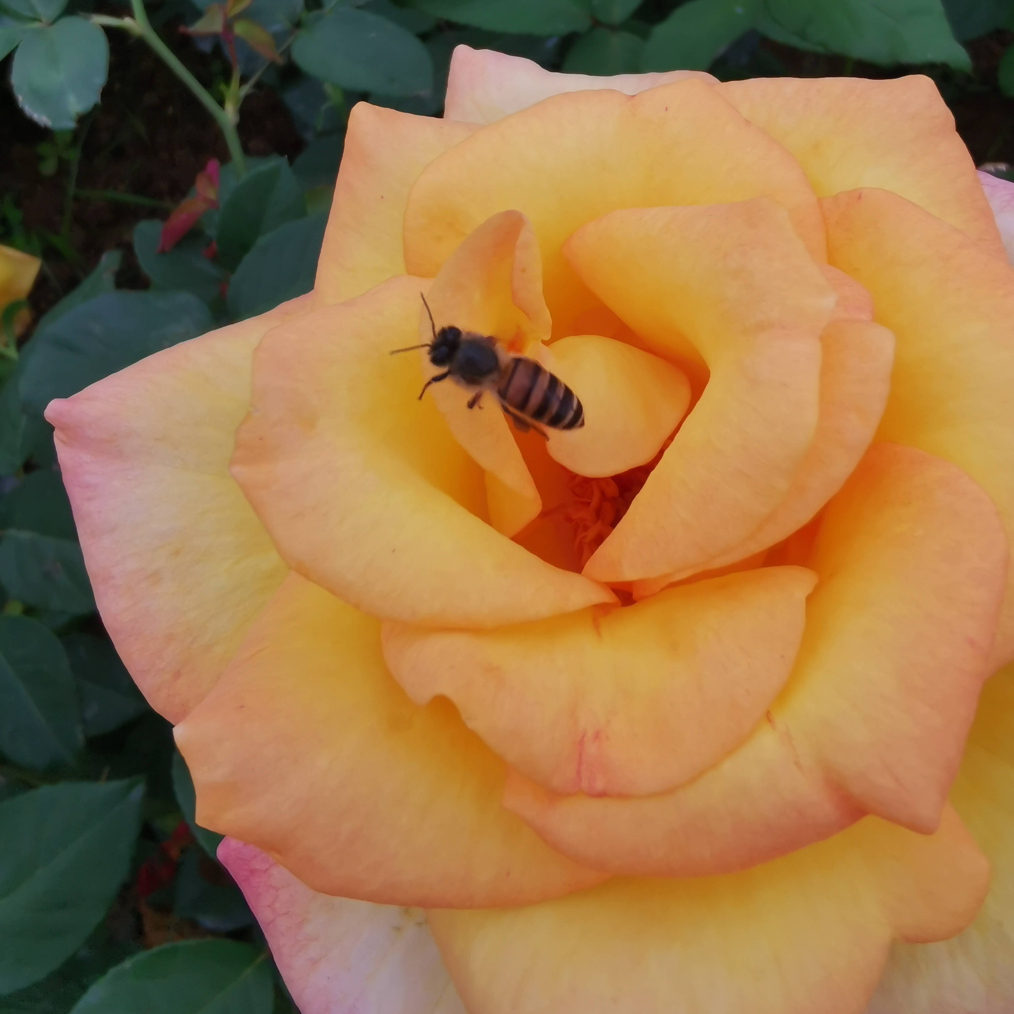 正宗台湾绵绵冰技术配方教程千层雪花冰砖制作技术配方教程商用 实用干货 冷冻 模具 小时