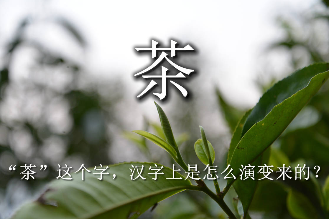 茶这个字汉字上是怎么演变来的