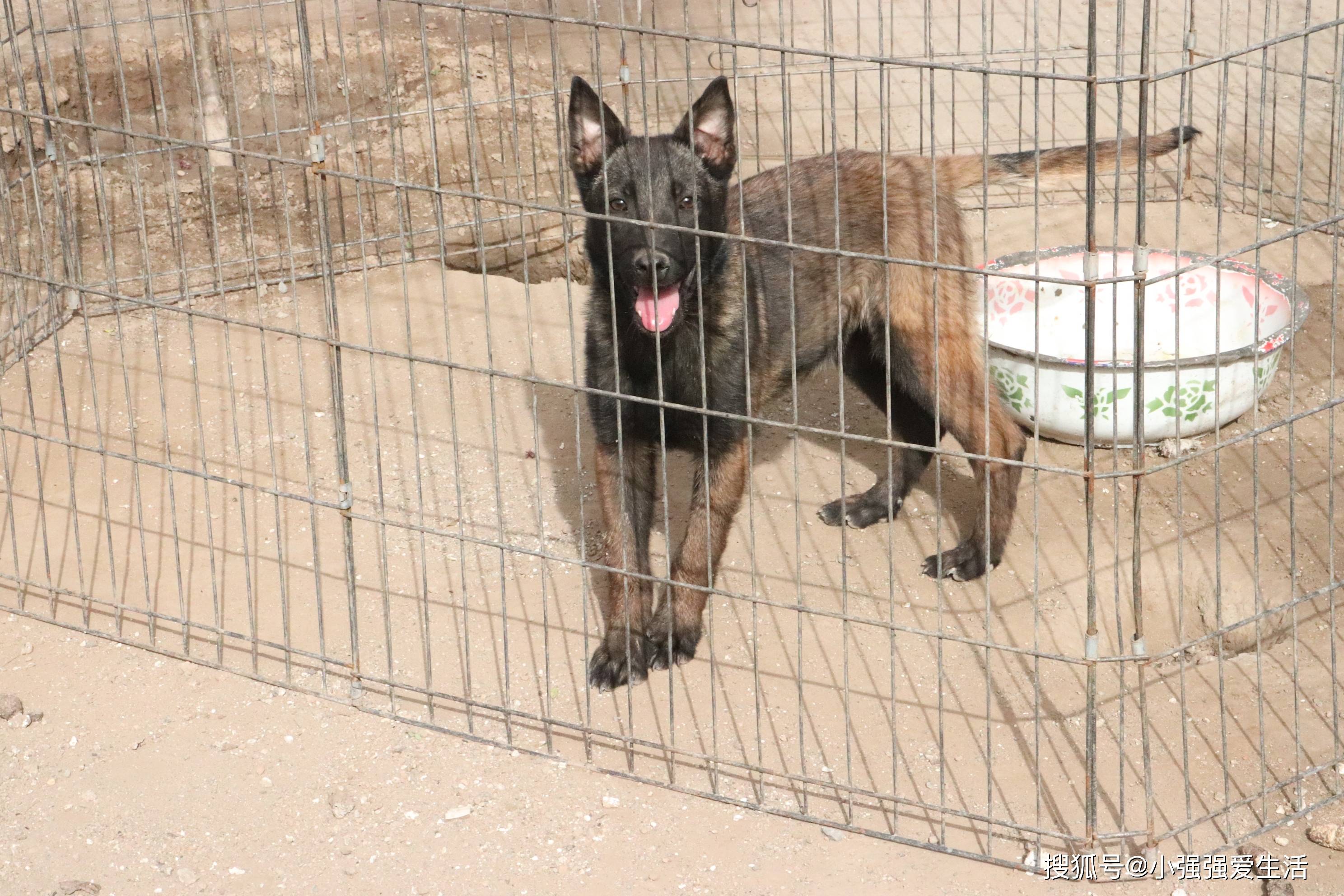 黑红马犬看上去还挺漂亮,农村小伙就带你近距离看看,性格还不错