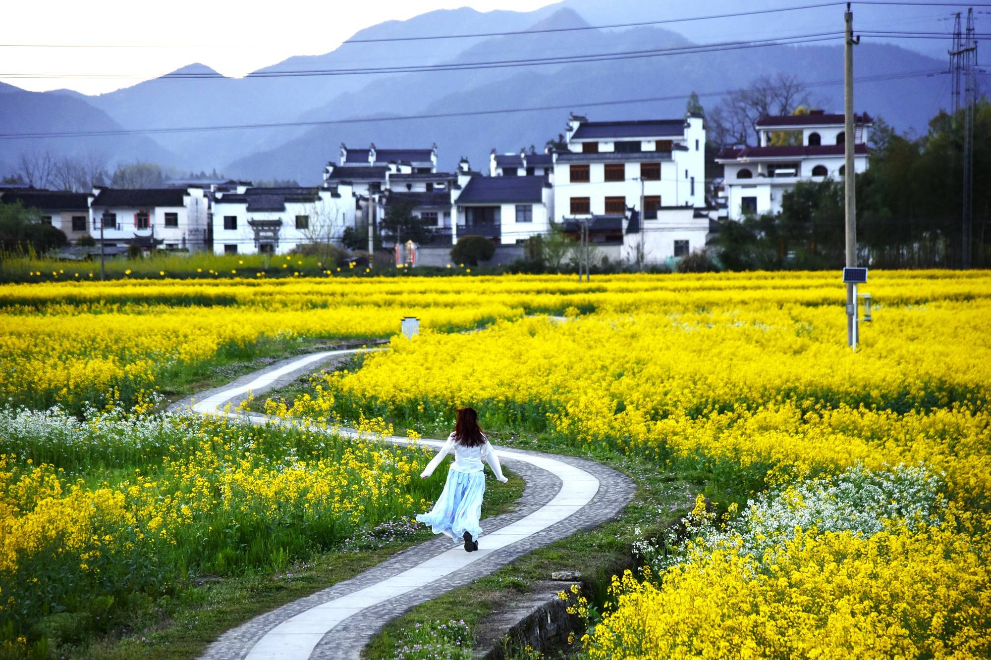 安徽黄山南屏,油菜花海中的徽派古村