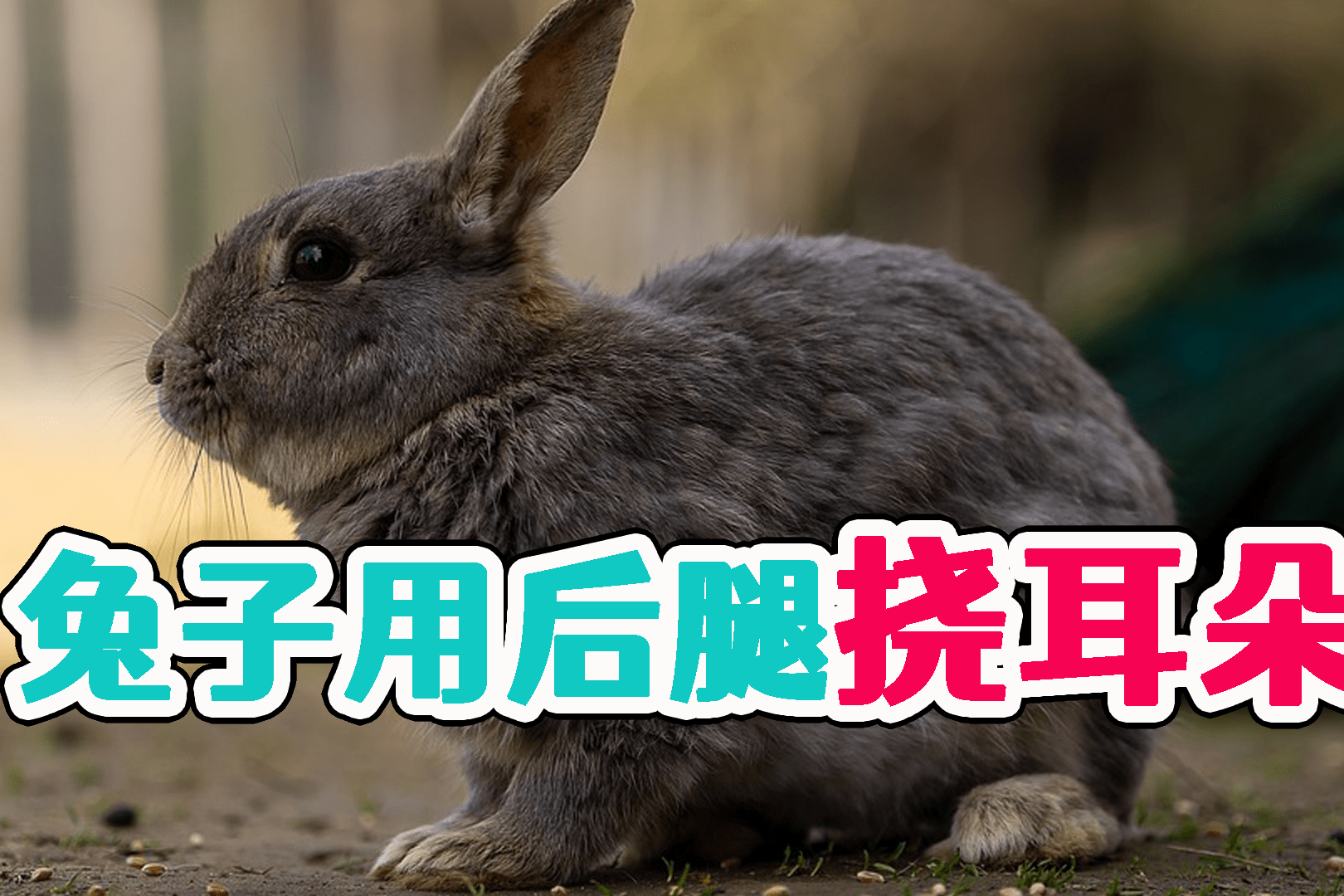 兔子用后腿挠耳朵