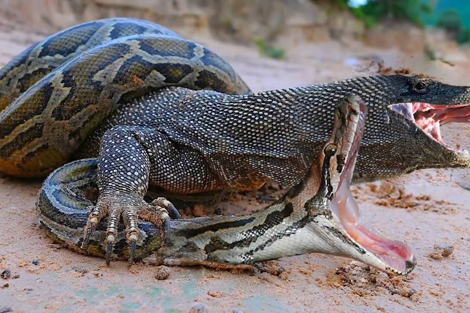 咸水鳄大战科莫多巨蜥图片