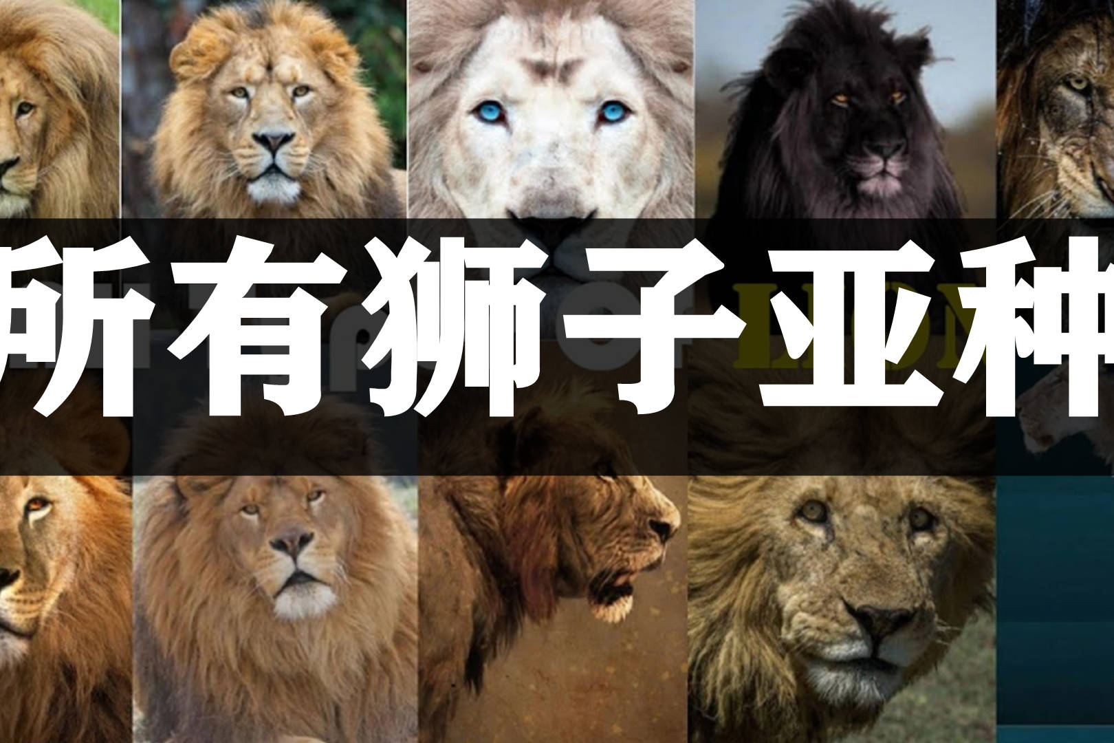 盘点14个狮子亚种,很多"狮吹"都分不清,大部分轻松秒杀东北虎