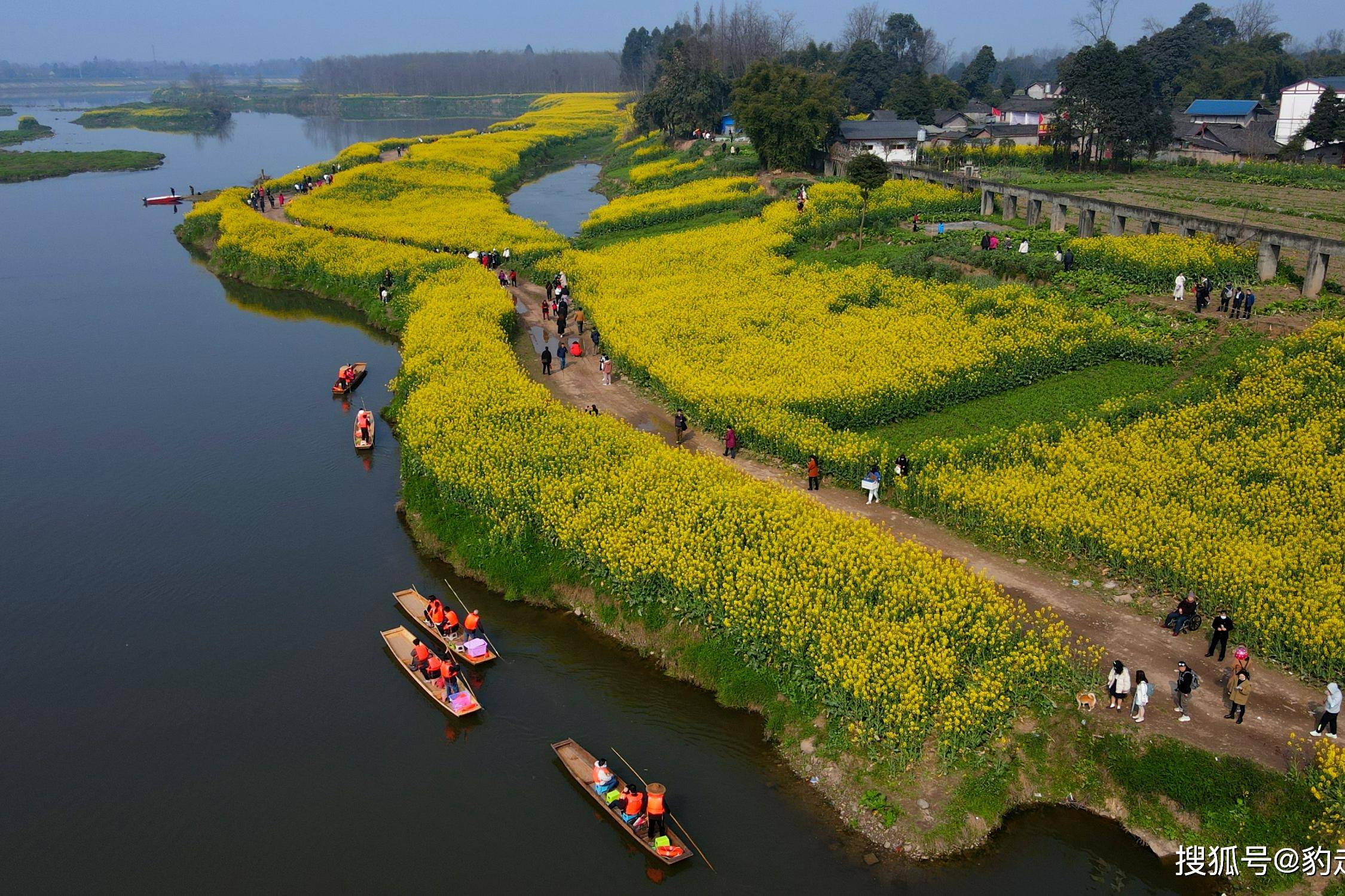 疫情下的春天如约而至邛崃两河口的油菜花已盛开