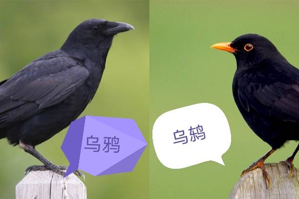 一种长得像八哥的黄嘴黑鸟,城市垃圾箱的生存高手,还会学猫叫乌鸫的