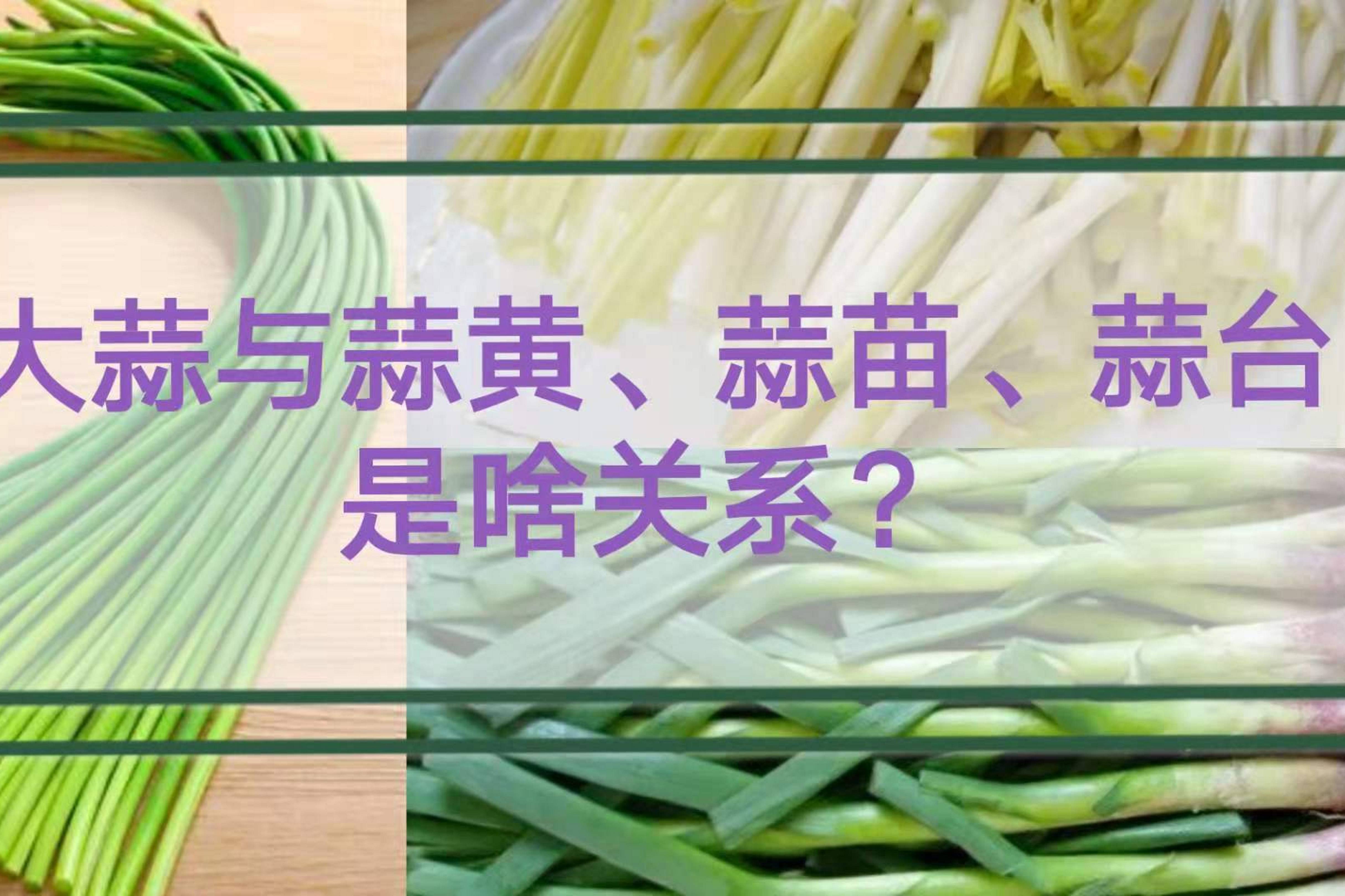 大蒜与蒜黄,蒜苗,蒜台是啥关系?营养成分差别有多大?