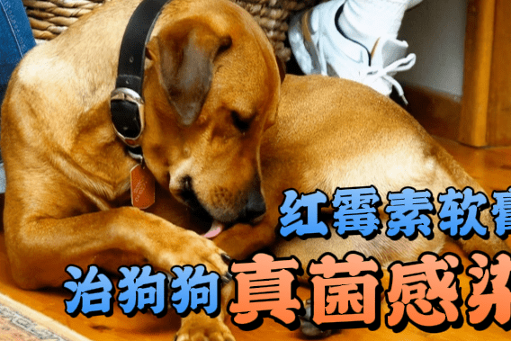 狗脓皮症用红霉素软膏图片