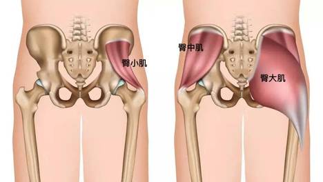 位于臀中肌浅层,其平行纤维在融入髂胫束前将胸腰筋膜,髂骨和骶骨连结