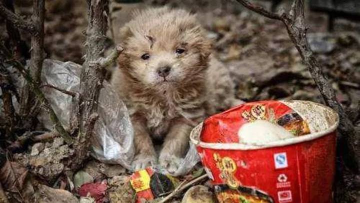 统一给所有流浪猫狗绝育，可行吗？