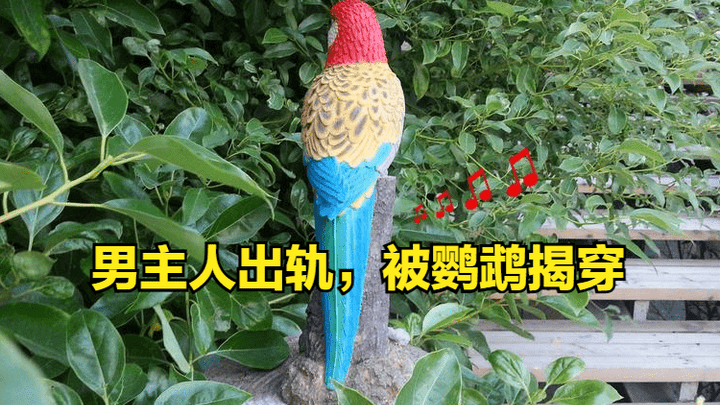 丈夫出轨被鹦鹉模仿露骨言语揭穿，是故意的吗？