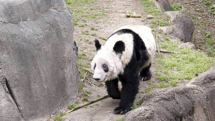 孟菲斯动物园为丫丫办告别派对，你觉得有意义吗？