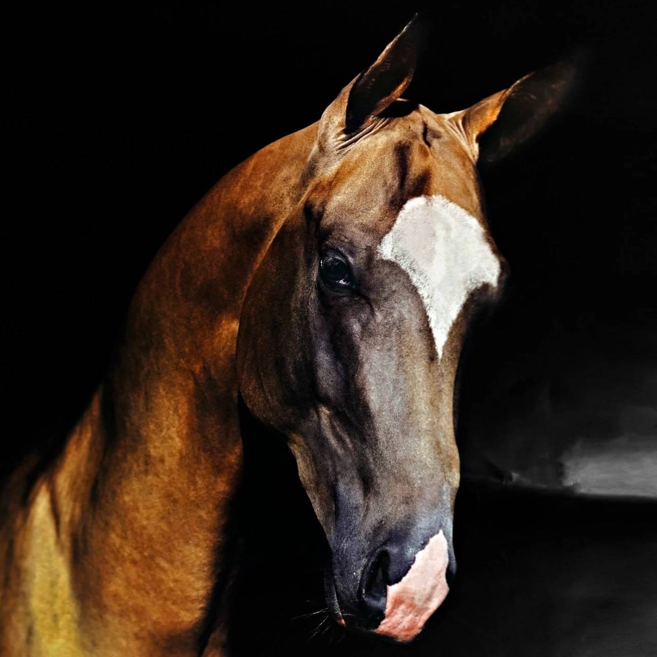 关于马儿你知道多少呢快点开来一探究竟吧