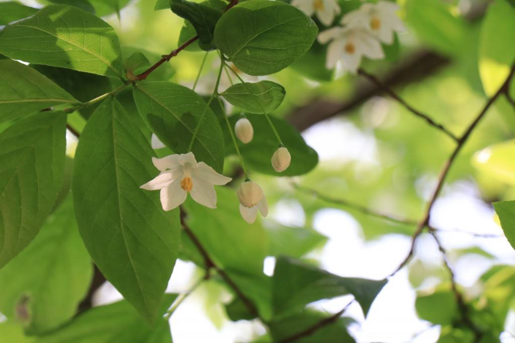 中山植物园珍稀植物秤锤树朵朵白花娇羞开