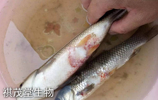 魚赤皮病的症狀和防治方法草魚鯉魚鯽魚赤皮病怎麼治魚患赤皮病用什麼