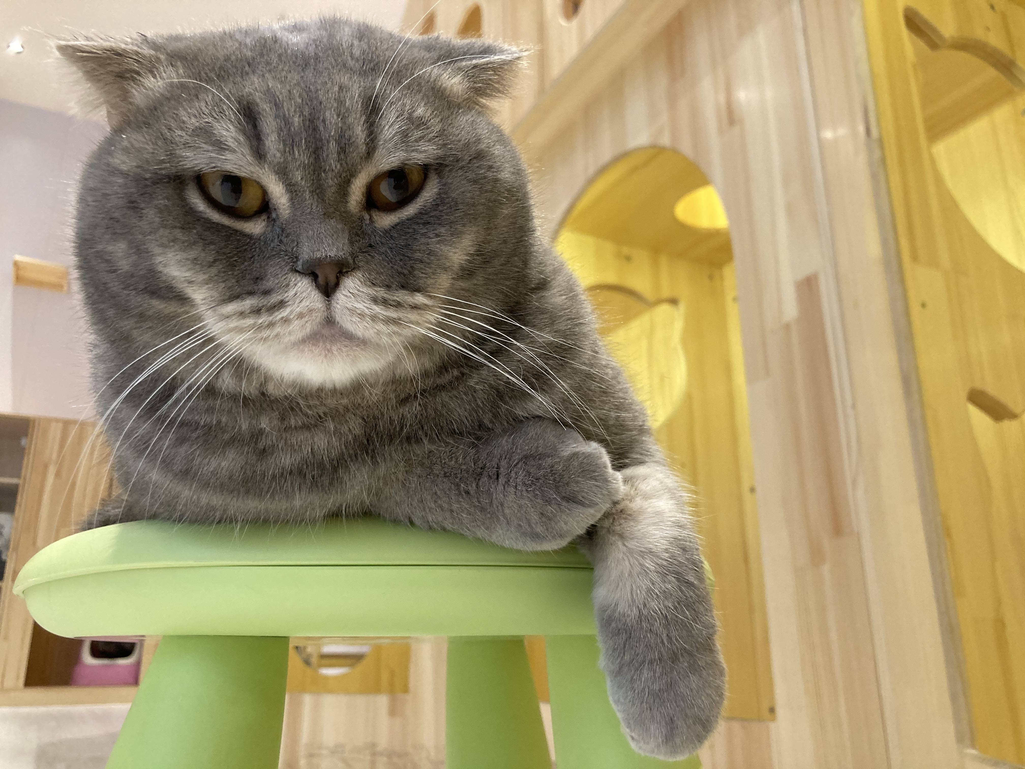 咖咘猫咪揣手手系列