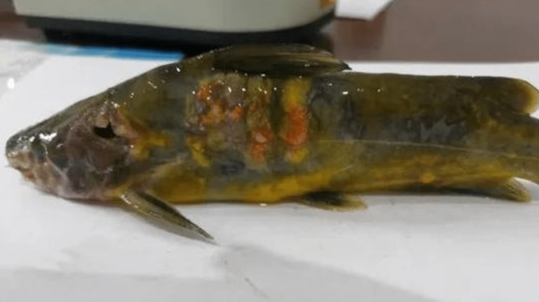 黄颡鱼养殖技术|黄颡鱼一点红病该怎么治疗?这样消毒可避免一点红病_