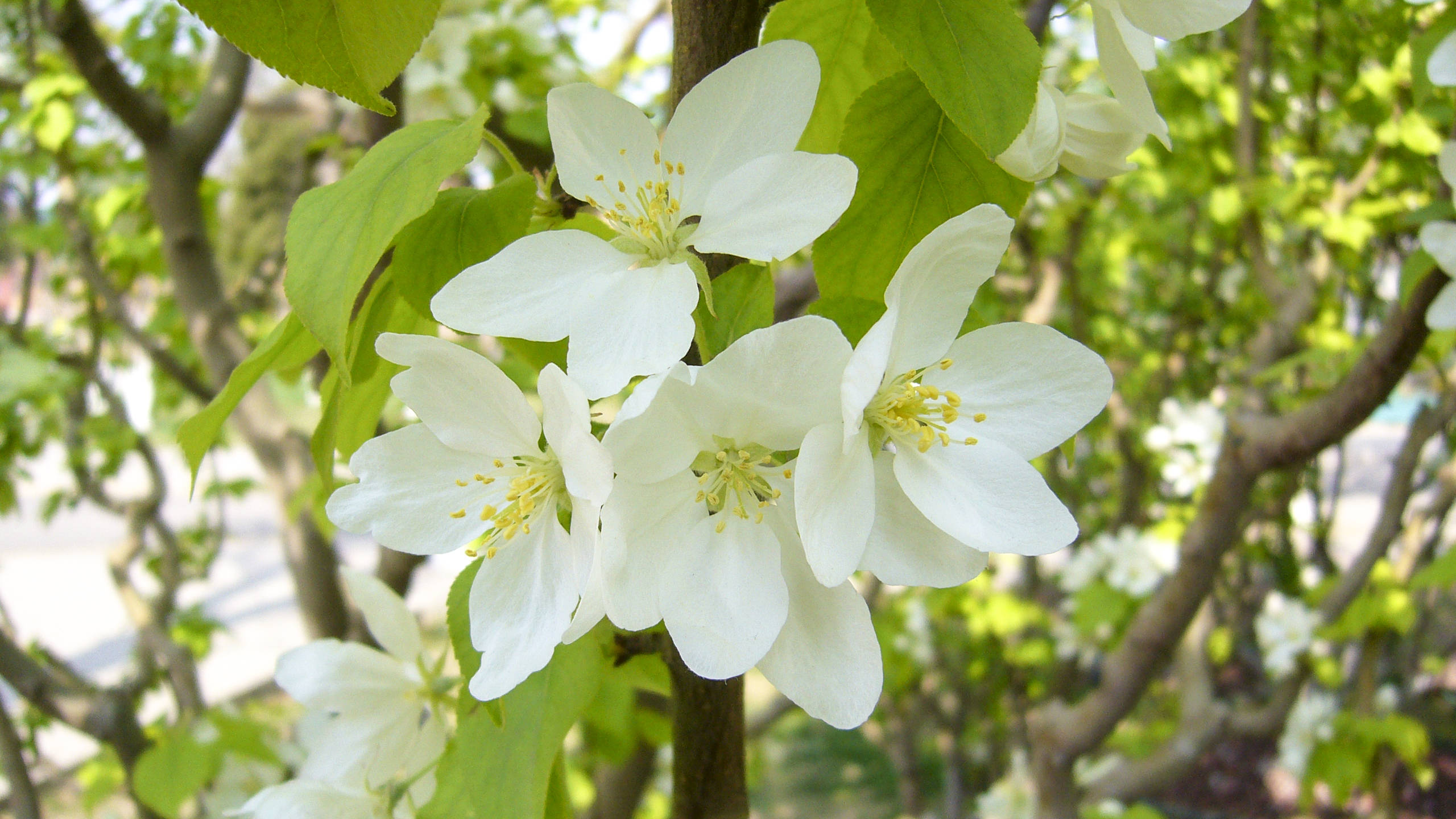 清幽淡雅的海棠花,吐露出它那迷人的芬芳