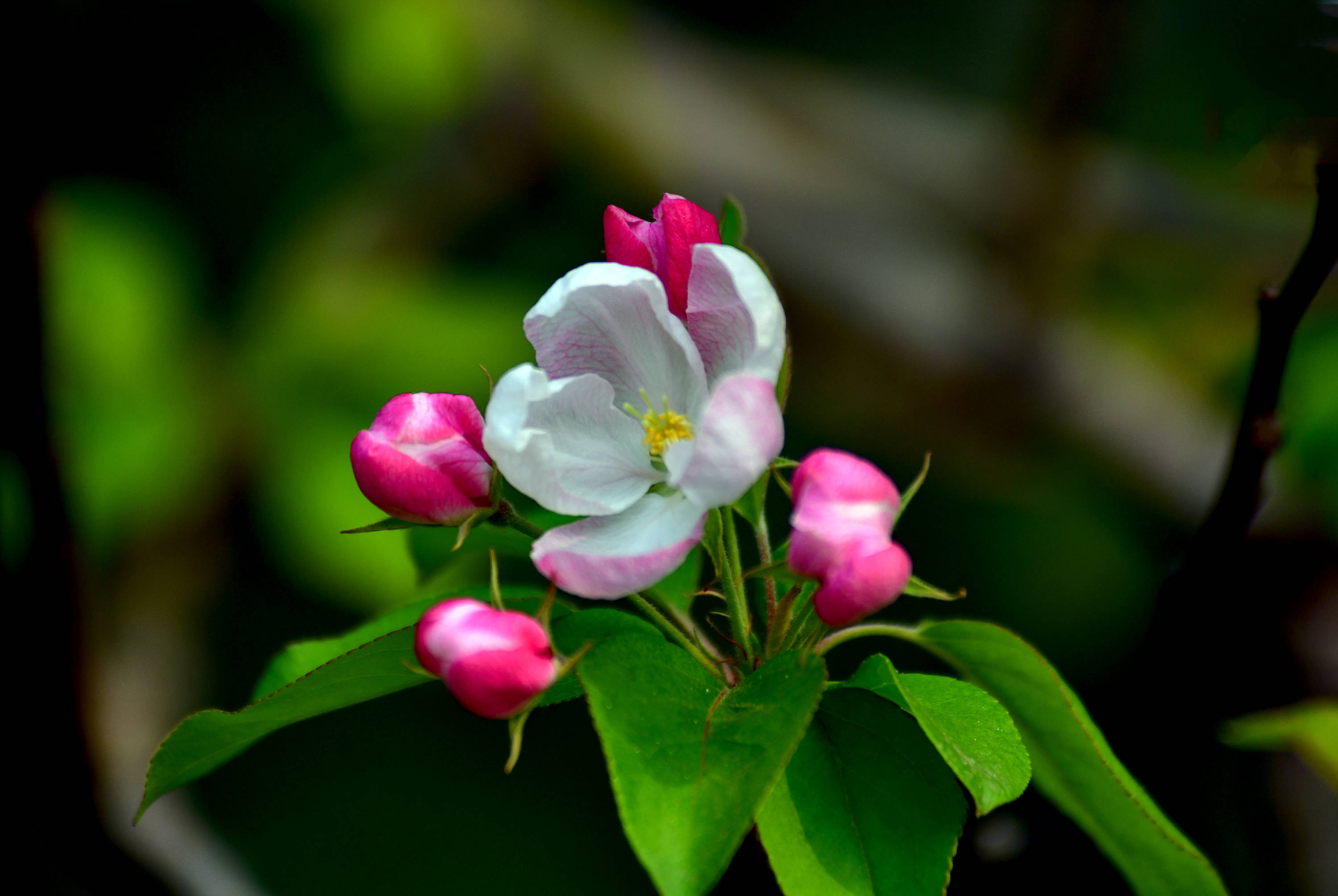 玉棠富贵海棠花_中国