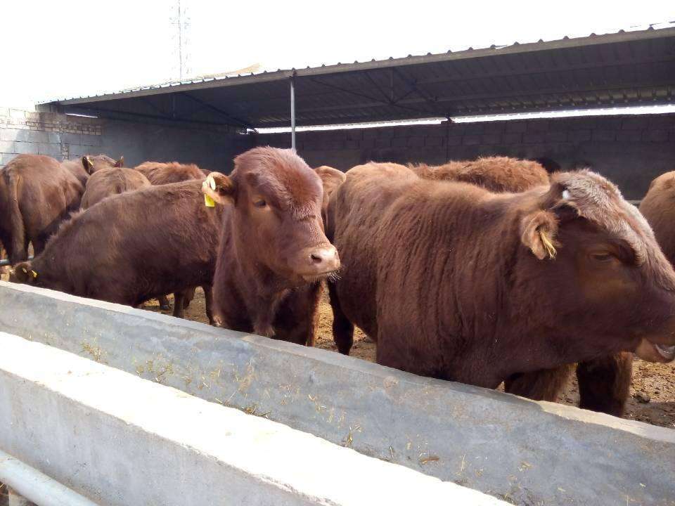 夏季土黃牛催肥飼養管理土黃牛催肥飼料