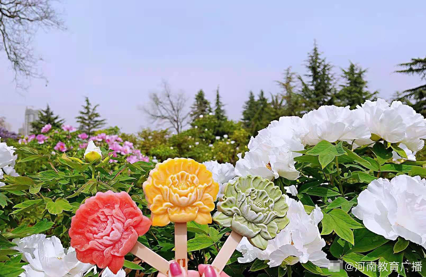 洛阳公园推出牡丹花冰淇淋 造型生动深受市民喜爱