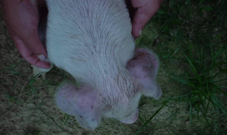 原创母猪耳朵发紫是什么原因猪耳朵发紫怎么回事可能是这几种病