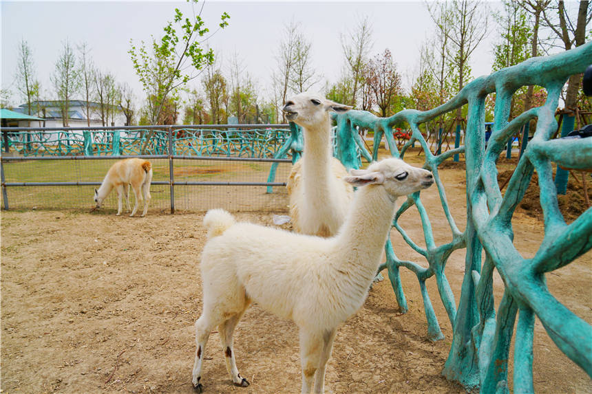 亲子游好去处,安徽宿州野生动物园,可以喂