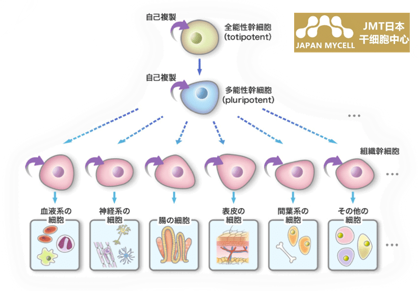 jmt日本干细胞中心干细胞是什么