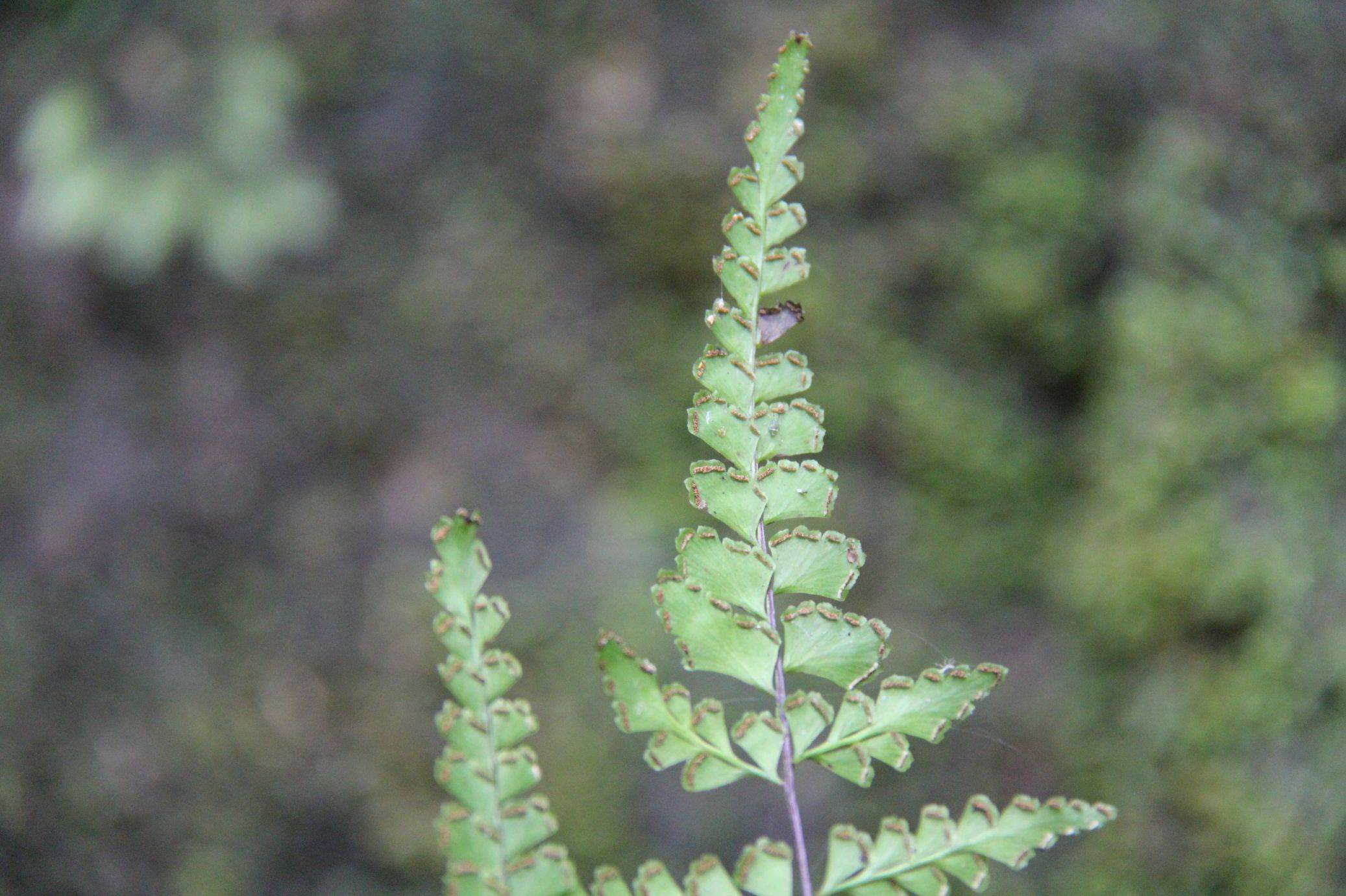 庆元植物1398陵齿蕨科陵齿蕨属钱氏陵齿蕨现为鳞始蕨科鳞始蕨属