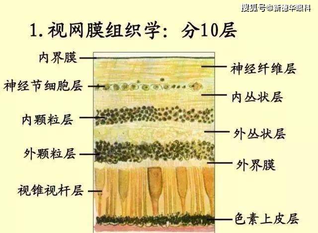 验光师必看61张经典眼解剖与生理图片值得收藏