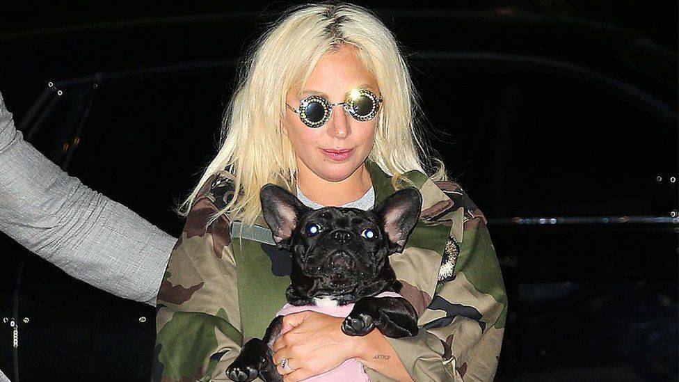 Lady Gaga爱犬被劫案：五人被捕 送还狗的女子系同伙