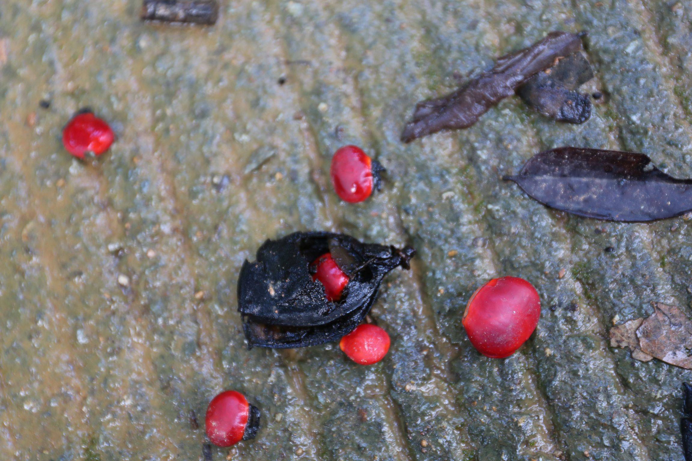 庆元植物1400-豆科-红豆属-红豆树(江阴红豆,鄂西红豆,何氏红豆,花梨