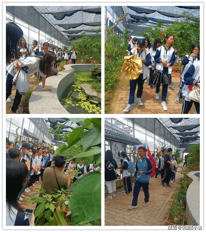 国医小镇丨河源市田家炳实验中学中医药文化研学活动