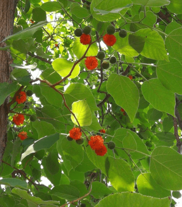 这种果实跟红毛丹有些相似老人却说这个不能吃真的吗