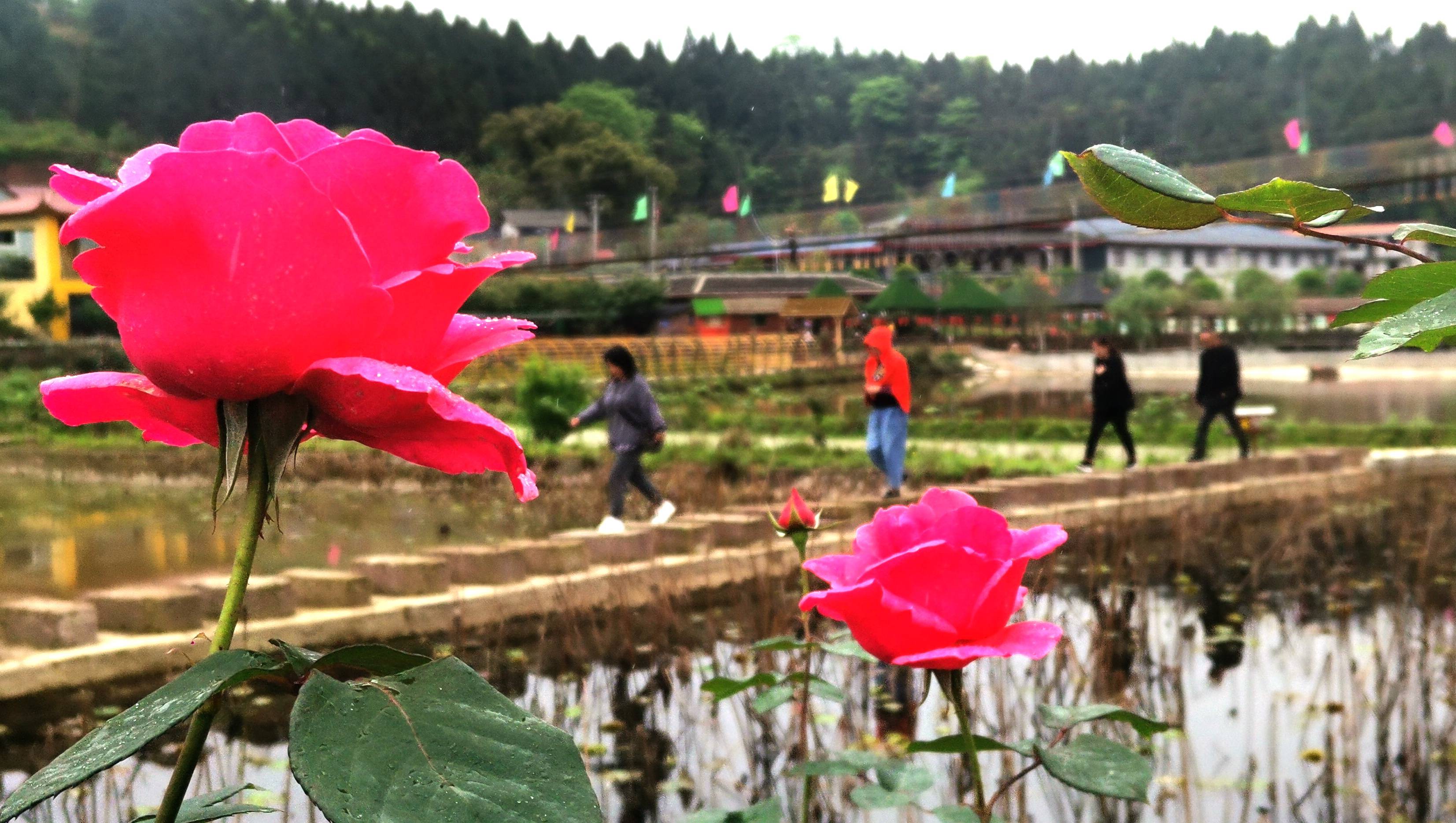 在錦繡田園,濱江大道,南門壩生態公園,市人民公園,東坡長壽谷試種展示