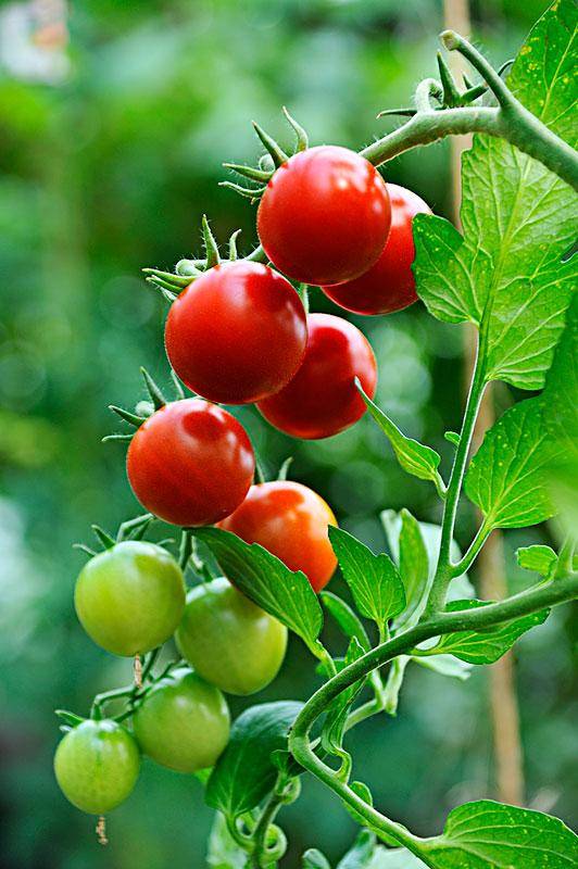 西红柿施什么复合肥结果多产量高?_幼苗