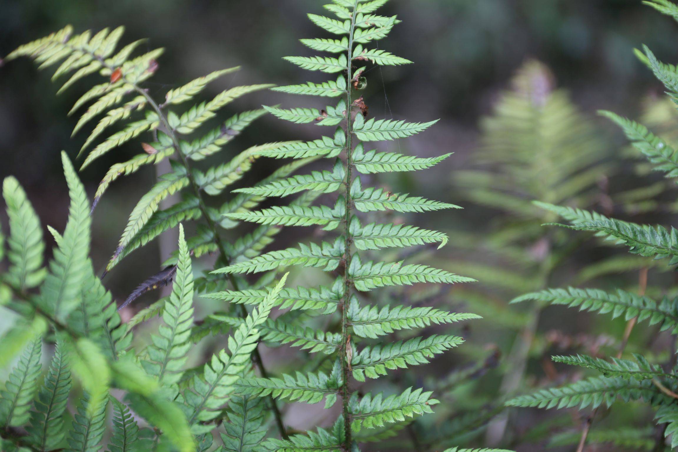 庆元植物1401庆元植物1401鳞毛蕨科耳蕨属革叶耳蕨