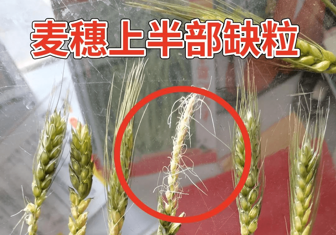 勒夫快报 急 多地小麦麦穗出现哑巴穗 空穗 发瘪 究竟咋了 冻害