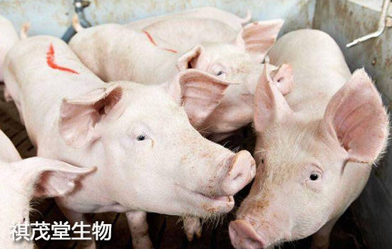 现在生猪多少钱一头 797d703d8ac840d49ec8b8027729d797.jpeg