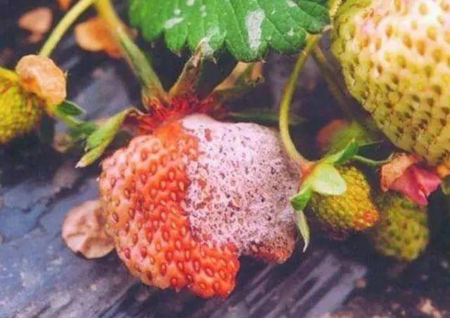 杨凌龙德盛草莓苗:草莓苗出现疫霉菌症状,应该怎么防治?