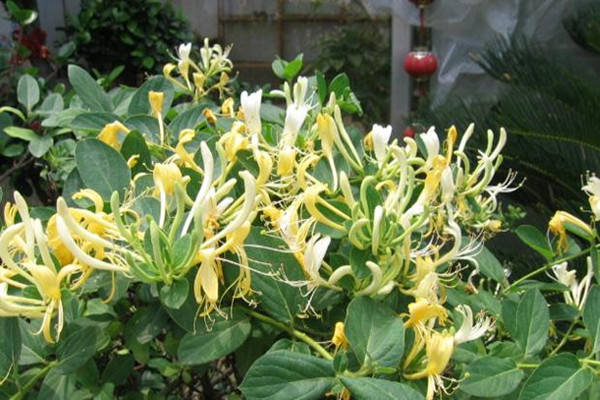 特产早知道忻城金银花