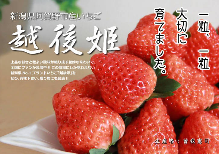 日本新潟县知名草莓越后姬,具有越后公主一般的欲滴香艳