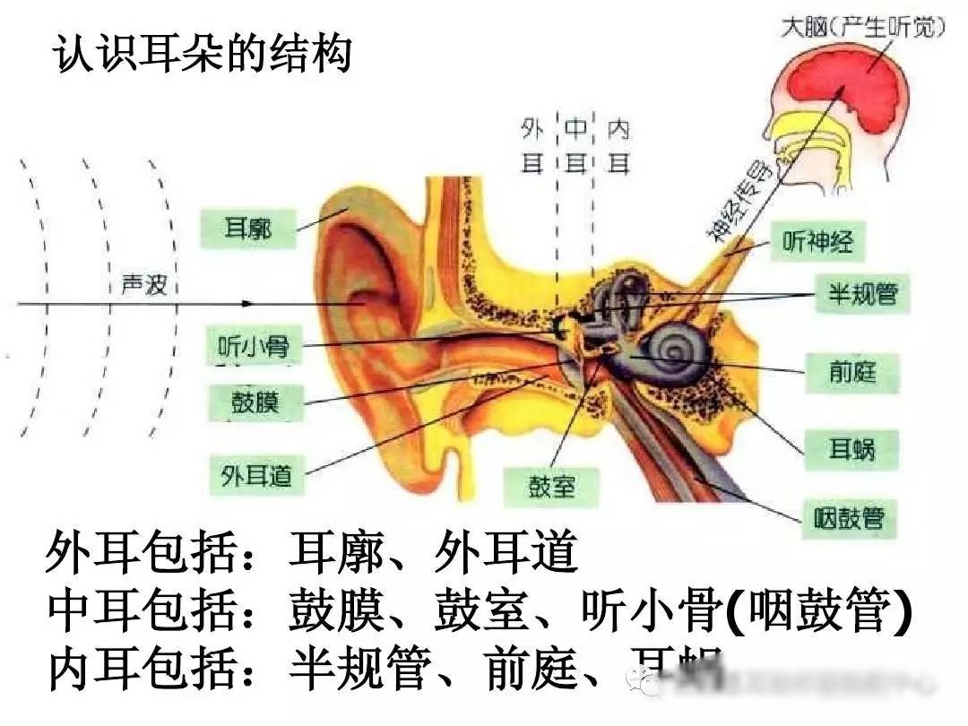 外耳道在哪里图片