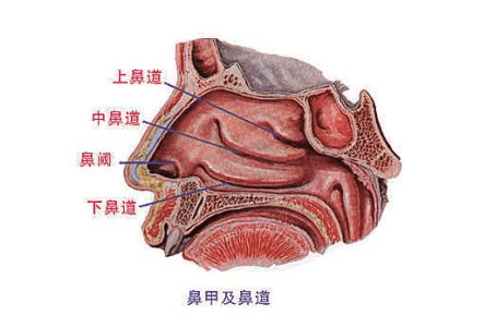上中下鼻甲解剖图图片