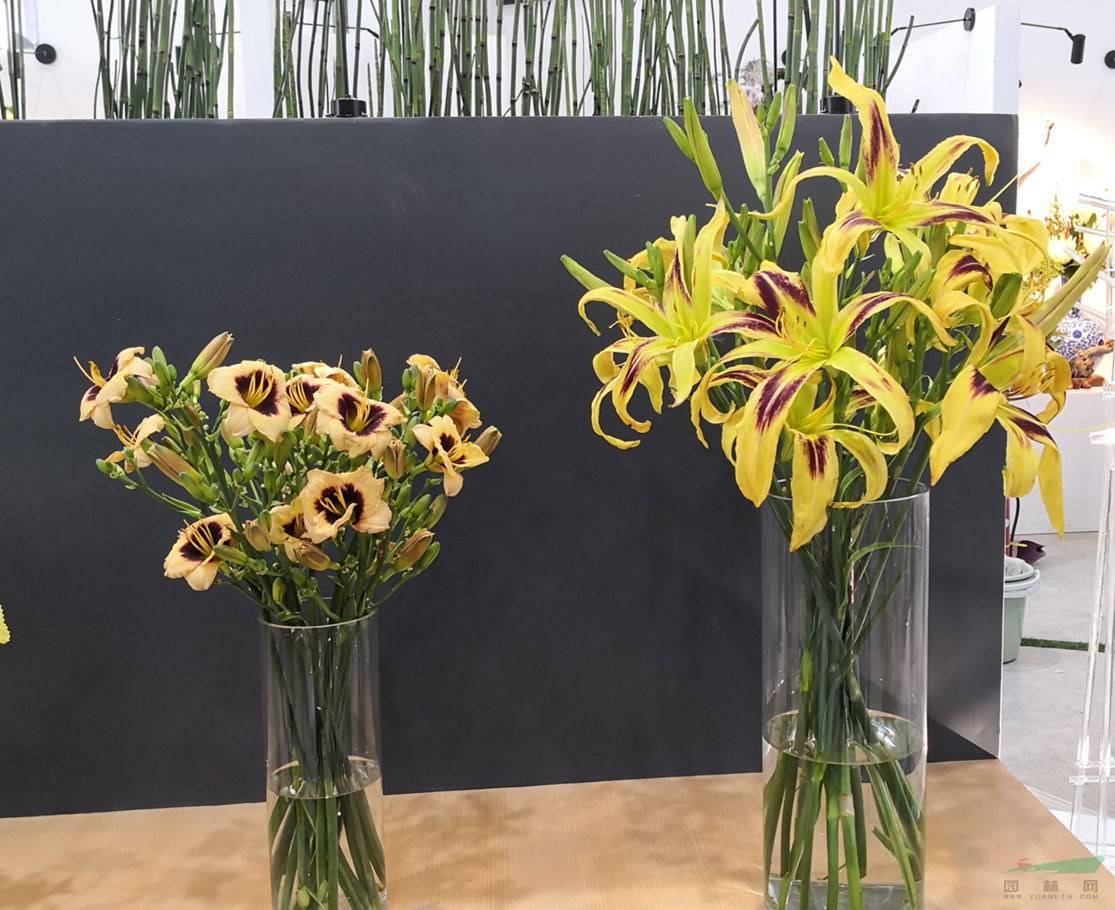 "中华母亲花"萱草盛装亮相花博会