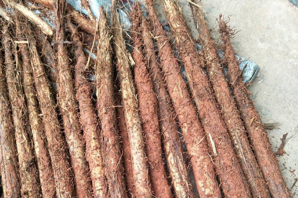 竹篙薯l 竹篙薯原生态的竹篙薯有着山野间的灵气,食之清爽.