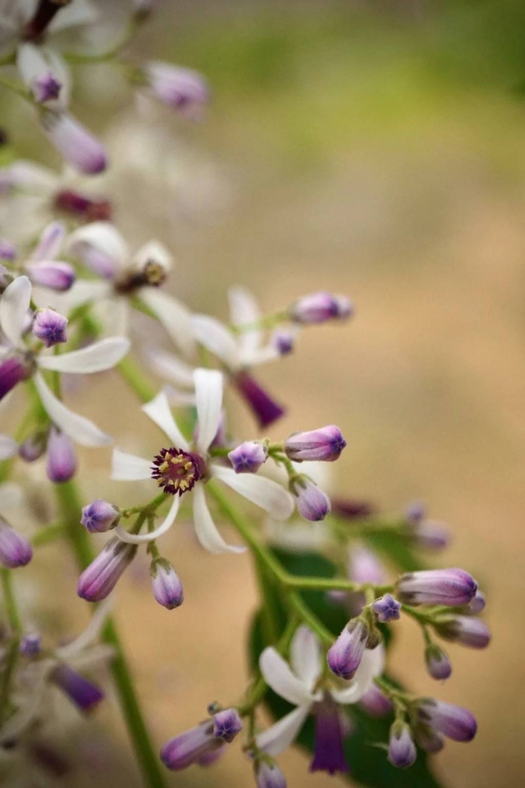 淡紫色的苦楝花