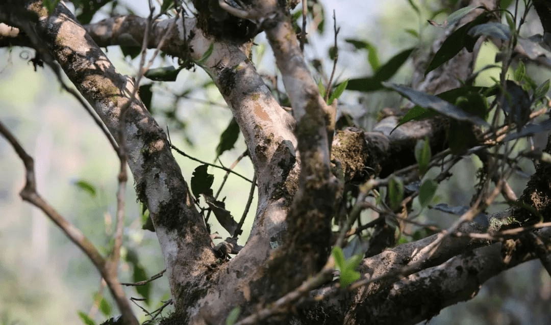 普洱茶山行六山之巅香名远播的倚邦古树茶