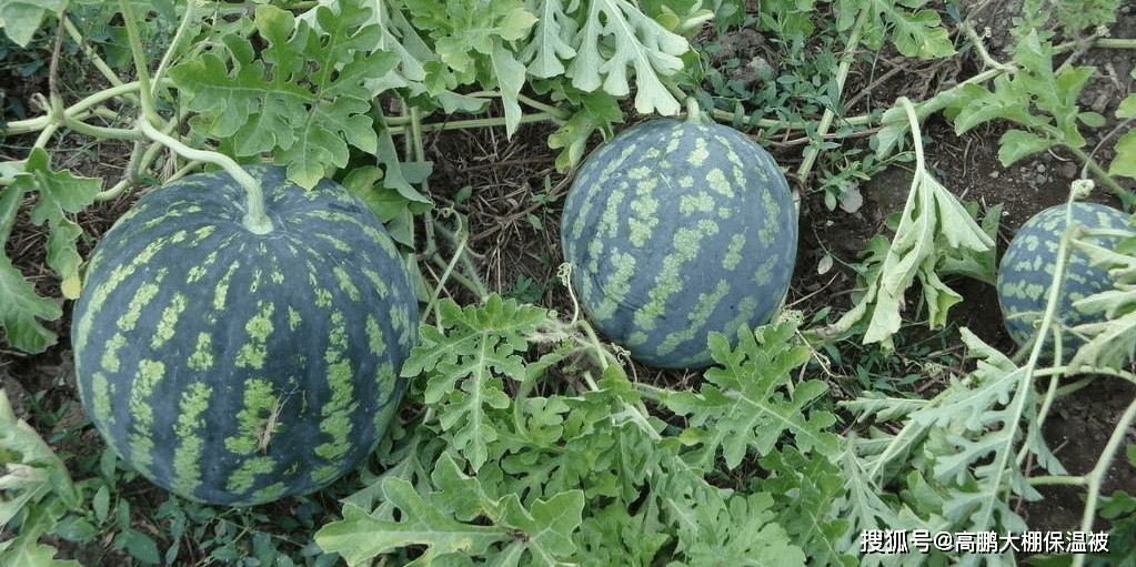 塑料大棚西瓜的種植技術和管理方法